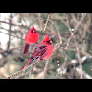 Meet your Posher, Denise